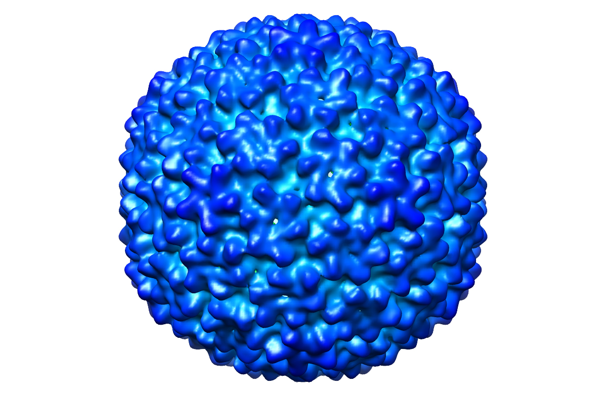 The lab's first Cryo-EM structure! Bacteriophage procapsid.